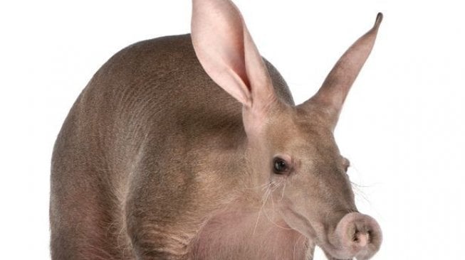 Aardvark, mamalia pemakan semut yang berasal dari Afrika, yang penampilannya terlihat seperti hasil persilangan antara babi, tikus, dan kelinci. (Shutterstock)