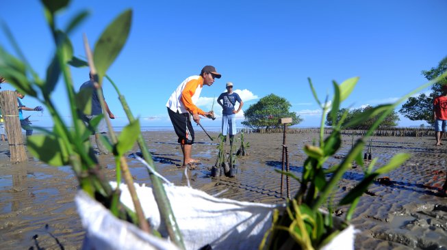 Kelompok Peduli Mangrove Madura (KPMM) menanam bibit mangrove di Pantai Talang Siring, Pamekasan, Jawa Timur, Minggu (5/5/2019). Sedikitnya 500 bibit mangrove ditanam di pantai wisata ini guna mencegah kerusakan pantai [ANTARA FOTO/Saiful Bahri].