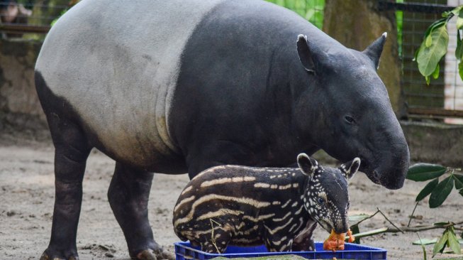 Fenomena Langka Tapir Bermunculan di Jalan, Warga di Agam Sumbar Resah