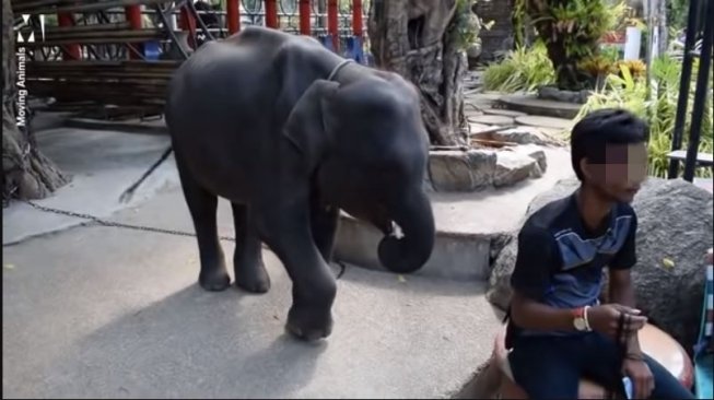 Viral bayi gajah tewas setelah dipaksa menari (youtube.com/Buzz News)