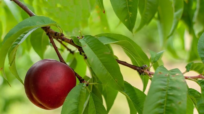 Efek samping makan buah plum saat hamil (Pixabay/barskefranck)