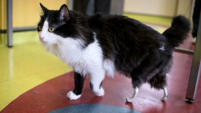Ini Kisah Pooh, Seekor Kucing yang Dapat Kehidupan Baru dengan Kaki Palsu 