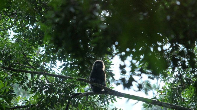 Lutung Budeng (Trachypithecus Auratus) terlihat di antara pepohonan di sekitar Situ Gunung, Kadudampit, Kabupaten Sukabumi, Jawa Barat, Jumat (25/5). [Suara.com/Arief Hermawan P]