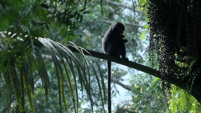 Lutung Budeng (Trachypithecus Auratus) terlihat di antara pepohonan di sekitar Situ Gunung, Kadudampit, Kabupaten Sukabumi, Jawa Barat, Jumat (25/5). [Suara.com/Arief Hermawan P]