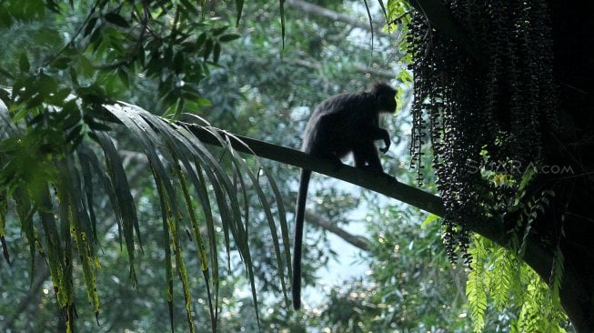 Lutung Budeng (Trachypithecus Auratus) terlihat di antara pepohonan di sekitar Situ Gunung, Kadudampit, Kabupaten Sukabumi, Jawa Barat, Jumat (25/5). [Suara.com/Arief Hermawan P]