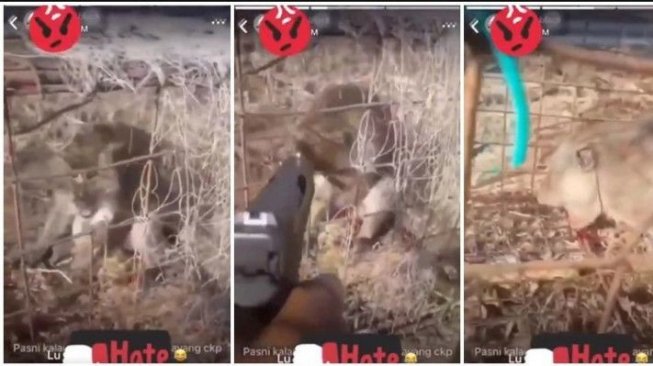 Pria Ini Tembak Kepala Monyet dari Dekat, Alasannya Bikin Netizen Geram