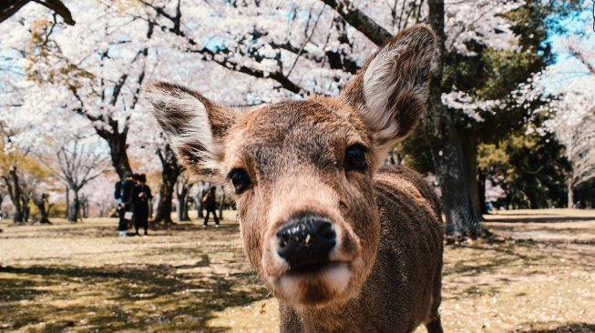 Rusa di Nara, Jepang (Pixabay/matazel)