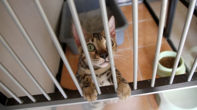Pekerja melakukan perawatan terhadap kucing yang dititipkan di Hotel Kucing Mimo, Pejaten, Jakarta Selatan, Kamis (30/5).  [Suara.com/Arief Hermawan P]