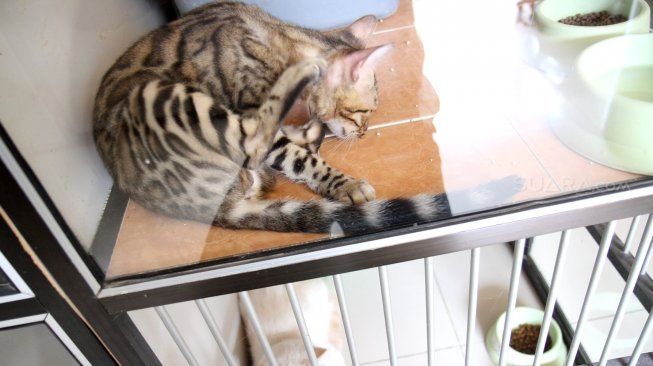 Pekerja melakukan perawatan terhadap kucing yang dititipkan di Hotel Kucing Mimo, Pejaten, Jakarta Selatan, Kamis (30/5).  [Suara.com/Arief Hermawan P]