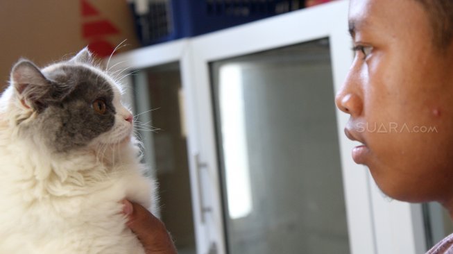 Pekerja melakukan perawatan terhadap kucing yang dititipkan di Hotel Kucing Mimo, Pejaten, Jakarta Selatan, Kamis (30/5).  [Suara.com/Arief Hermawan P]