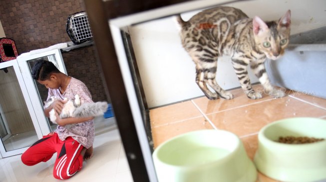 Pekerja melakukan perawatan terhadap kucing yang dititipkan di Hotel Kucing Mimo, Pejaten, Jakarta Selatan, Kamis (30/5).  [Suara.com/Arief Hermawan P]