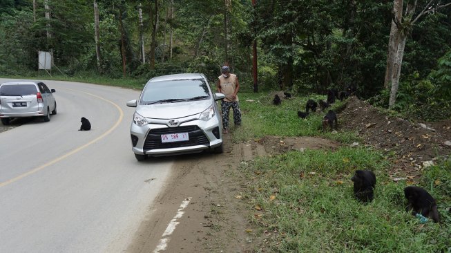 Seekor Kera hitam Sulawesi (Macaca tonkeana) berada di jalan pada jalur mudik poros Tawaeli-Toboli di Kawasan Pegunungan Kebun Kopi, Parigi Moutong, Sulawesi Tengah, Kamis (30/5). [ANTARA FOTO/Mohamad Hamzah]