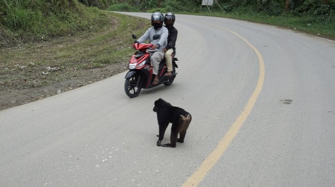 Seekor Kera hitam Sulawesi (Macaca tonkeana) berada di jalan pada jalur mudik poros Tawaeli-Toboli di Kawasan Pegunungan Kebun Kopi, Parigi Moutong, Sulawesi Tengah, Kamis (30/5). [ANTARA FOTO/Mohamad Hamzah]