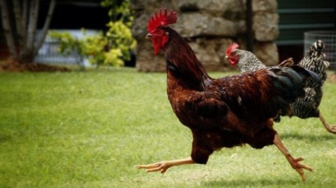 Dikejar Ayam Jago, Ibu-ibu Pakai Tas Buat Melindungi Diri 
