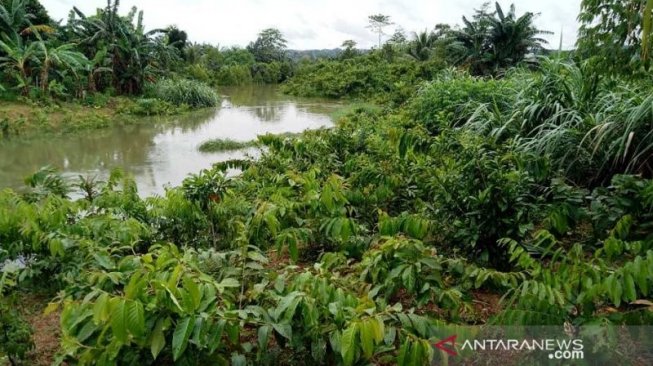 Alih Fungsi Rawa Untuk Perumahan Jadi Penyebab Banjir Samarinda