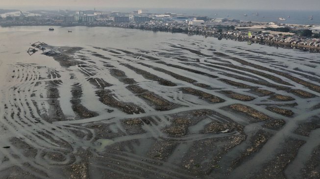 Suasana Waduk Pluit yang mengalami pendangkalan di Jakarta, Selasa (11/6). [Suara.com/Muhaimin A Untung]