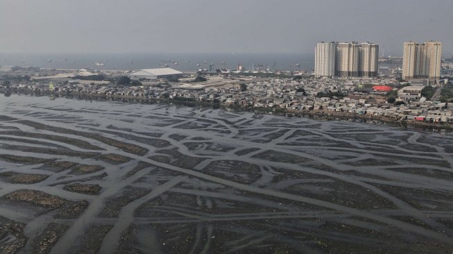 Suasana Waduk Pluit yang mengalami pendangkalan di Jakarta, Selasa (11/6). [Suara.com/Muhaimin A Untung]