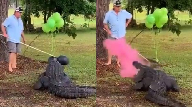 Sambut Lahirnya Anak ke-10, Pasangan Ini Pakai Buaya di Pesta Gender Reveal