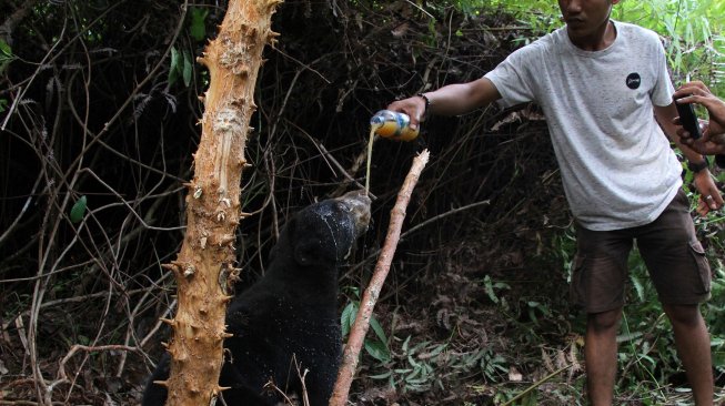 Beruang madu (Helarctos malayanus) terkena jerat babi di perkebunan sawit Desa Lubuk, Kecamatan Jeumpa, Aceh Barat Daya, Aceh, Selasa (11/6). [ANTARA FOTO / Khalis Abdya]
