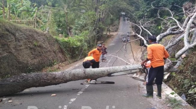 Angin Kencang, Pohon Kayu Santen 10 Meter Tumbang di Tabanan