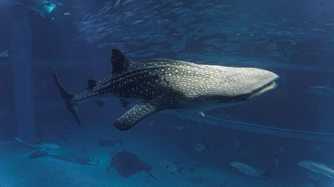 (Osaka Aquarium Kaiyukan Official)