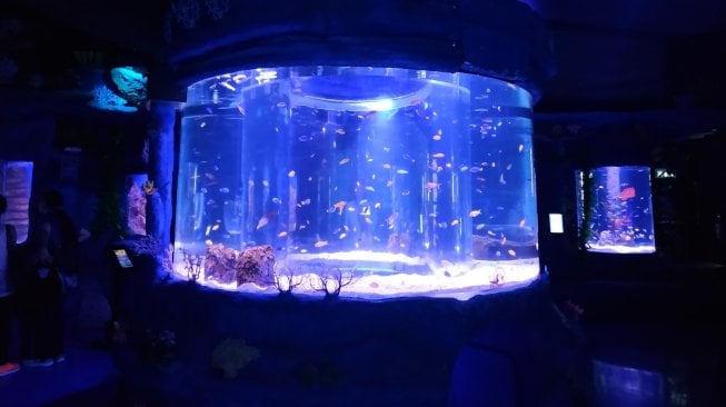 Jakarta Aquarium. (Suara.com/Firsta Nodia)