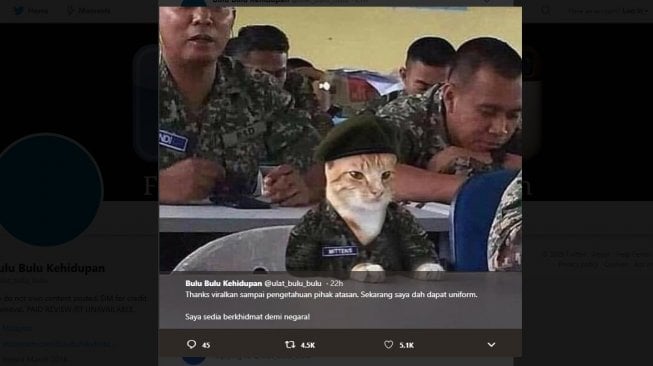 Bikin Gemas Warganet, Aksi Kucing Ikut Pelatihan Militer Ini Viral