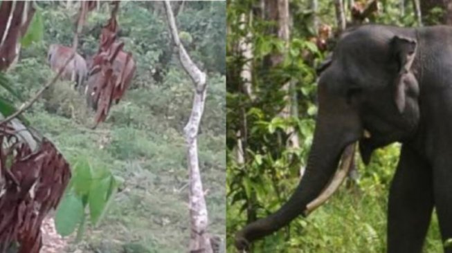 Diduga Kelaparan, 11 Gajah Liar Masuki Perkebunan Sawit di Riau