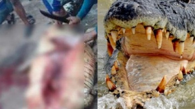Geger! Potongan Tubuh Manusia Ditemukan di dalam Perut Buaya Pemangsa 