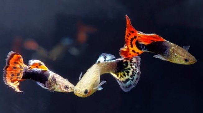 Ilustrasi ikan guppy.  (Shutterstock)