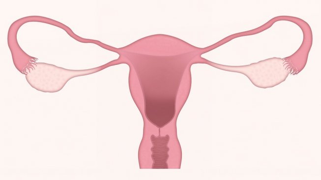 Uterus dan vagina (Pixabay/LJNovascotia)