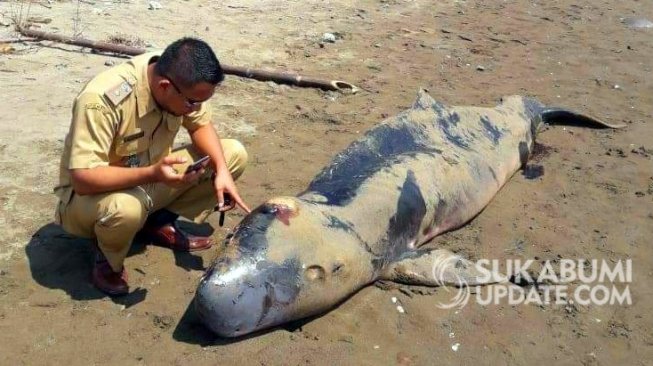 Seekor Paus Ditemukan Mati Terdampar di Kawasan Geopark Ciletuh