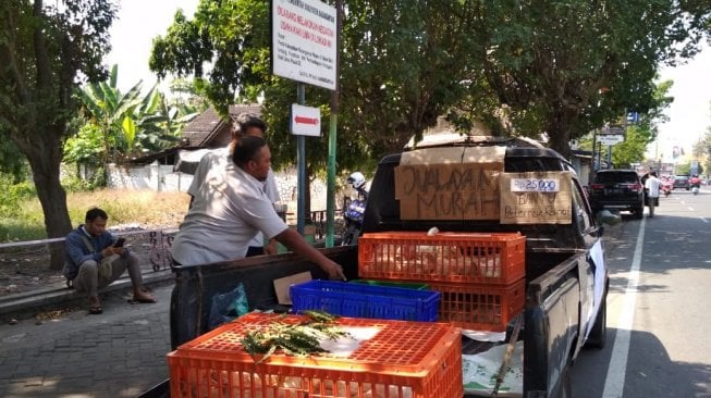 Protes Pemerintah, Peternak Ayam Obral Harga Hingga Rp 25 Ribu Per Ekor