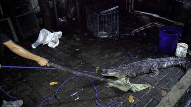 Anak Buaya Tiba-tiba Muncul di Selokan, Warga Pulau Pisau Geger