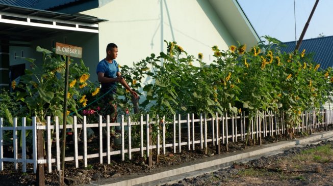 Hobi Berkebun, Prajurit TNI Asal Ngawi Budidayakan Bunga Matahari