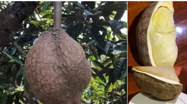 Viral, Durian Tanpa Duri Sukses Bikin Warganet Penasaran