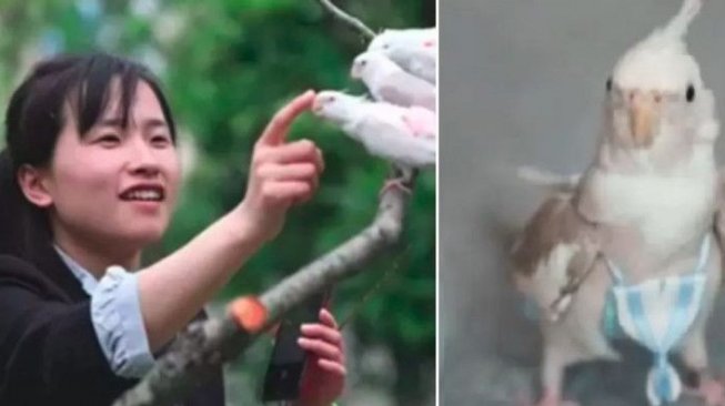 Jualan Popok Khusus Burung, Mantan Perawat Ini Hasilkan 62 Juta Per Bulan 