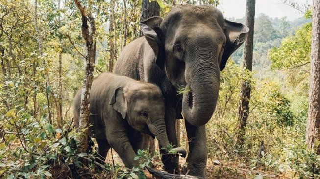 12 Gajah Masuk Pemukiman, Warga Nagan Raya Aceh Tunggu BKSDA