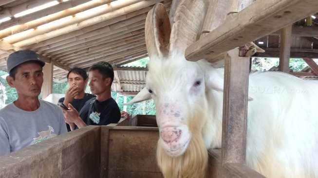 Bisnis Produk Olahan Susu Kambing dari Kelompok Akar Rumput