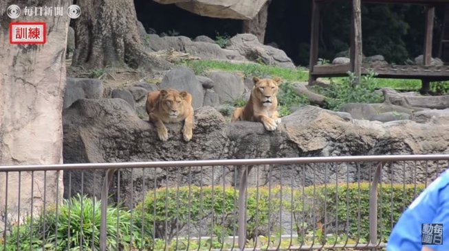 Adegan Singa Lepas Di Kebun Binatang Berujung Kocak Ini Alasannya