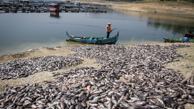 Pembudidaya ikan keramba Waduk Kedung Ombo memindahkan ikan mati dari keramba di Desa Ngasinan, Sumberlawang, Sragen, Jawa Tengah, Senin (1/7). [ANTARA FOTO/Mohammad Ayudha]