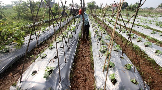 Petani bercocok tanam di kawasan Depok, Jawa Barat, Selasa (2/7). [Suara.com/Arief Hermawan P]