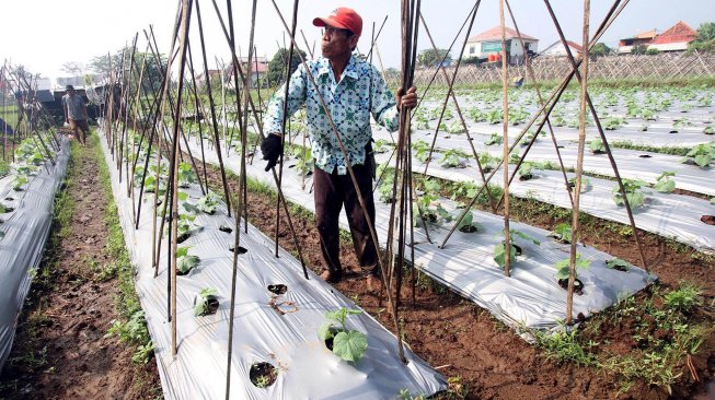 Petani bercocok tanam di kawasan Depok, Jawa Barat, Selasa (2/7). [Suara.com/Arief Hermawan P]