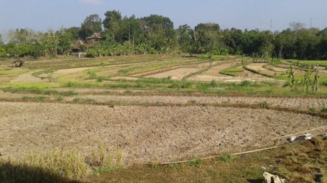 Ribuan Hektare Sawah di Gunungkidul Gagal Panen, Petani Rugi Rp 28 Miliar