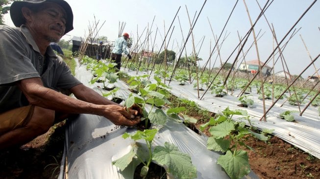 Petani bercocok tanam di kawasan Depok, Jawa Barat, Selasa (2/7). [Suara.com/Arief Hermawan P]