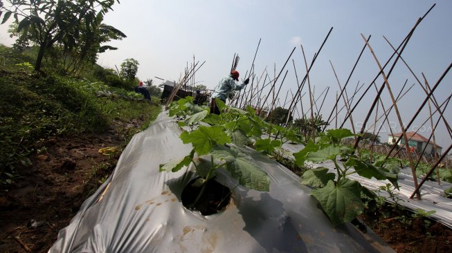 Petani bercocok tanam di kawasan Depok, Jawa Barat, Selasa (2/7). [Suara.com/Arief Hermawan P]