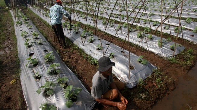 Petani bercocok tanam di kawasan Depok, Jawa Barat, Selasa (2/7). [Suara.com/Arief Hermawan P]