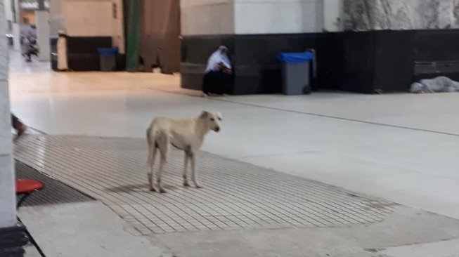 Bukan Di Sentul Foto Anjing Berkeliaran Di Masjidil Haram Tapi Tak Diusir