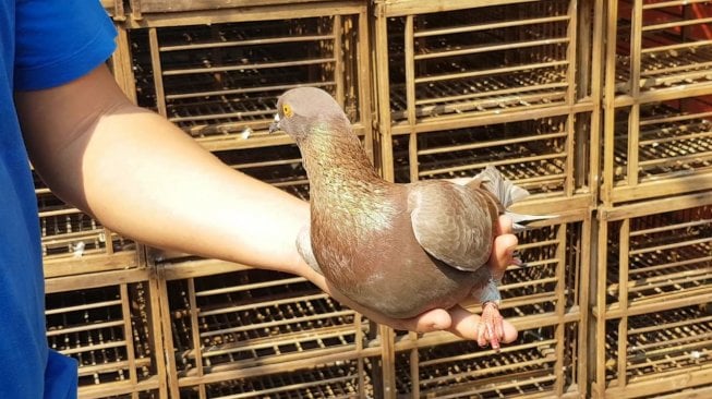 Burung Dara Ini Laku Dijual Rp 1 Miliar, Ini Kata Pembelinya