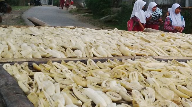 Pengeringan bahan baku sale pisang di sejumlah wilayah Kabupaten Cilacap memanfaatkan panas matahari. [Suara.com/Teguh Lumbiri].